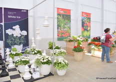 White Ice van Elster Pac. Hij heeft grote bloemen, een compacte groeiwijze en grote bloemschermen die goed rechtop staan, wat het transport en de verkoop bijzonder gemakkelijk maakt.